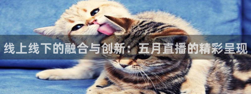 黑白直播免费高清看球：线上线下的融合与创新：五月直播的精彩呈现